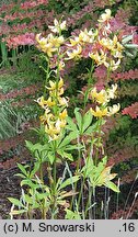 Lilium ×dalhansonii Mrs. R.O. Backhouse