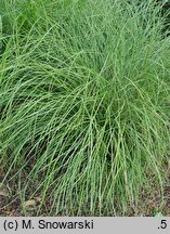 Carex umbrosa ssp. sabynensis Thinny Thin