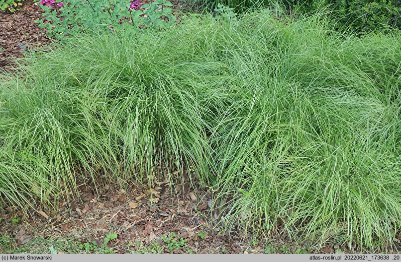 Carex umbrosa ssp. sabynensis Thinny Thin