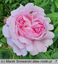 Rosa hort. Cottage Rose