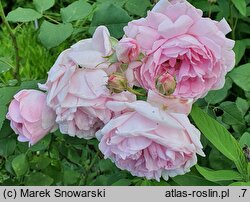 Rosa hort. Cottage Rose