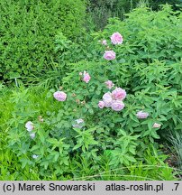 Rosa hort. Cottage Rose