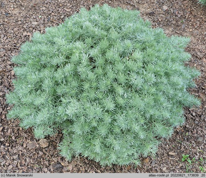 Artemisia schmidtiana Nana