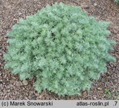 Artemisia schmidtiana Nana