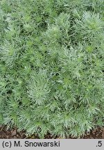 Artemisia schmidtiana Nana
