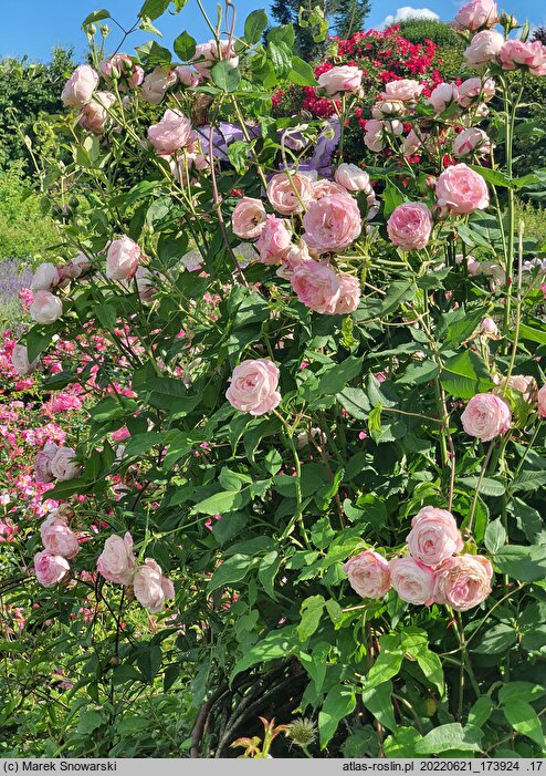 Rosa hort. Madame Pierre Oger