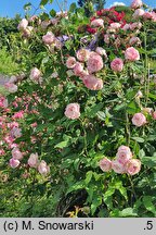 Rosa hort. Madame Pierre Oger