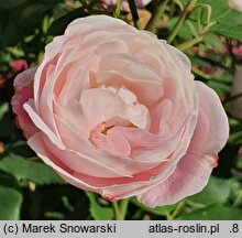 Rosa hort. Madame Pierre Oger