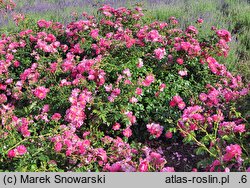 Rosa hort. MEIbonrib