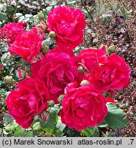 Rosa hort. Nina