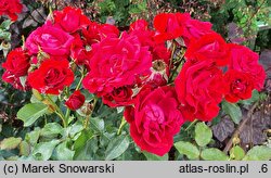 Rosa hort. Nina