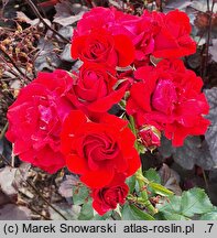 Rosa hort. Nina