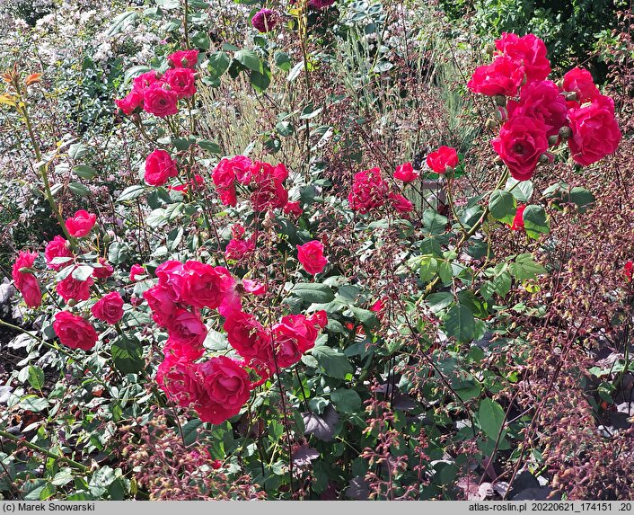 Rosa hort. Nina
