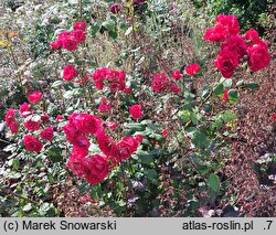 Rosa hort. Nina