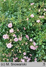 Rosa hort. Pink Sprite