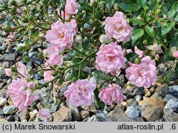 Rosa hort. Pink Sprite
