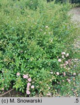 Rosa hort. Pink Sprite