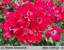 Rosa hort. Dortmund