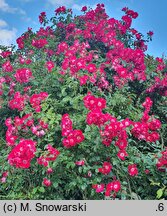 Rosa hort. Dortmund