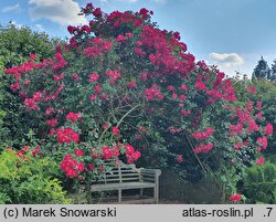 Rosa hort. Dortmund
