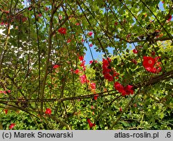 Rosa hort. Dortmund