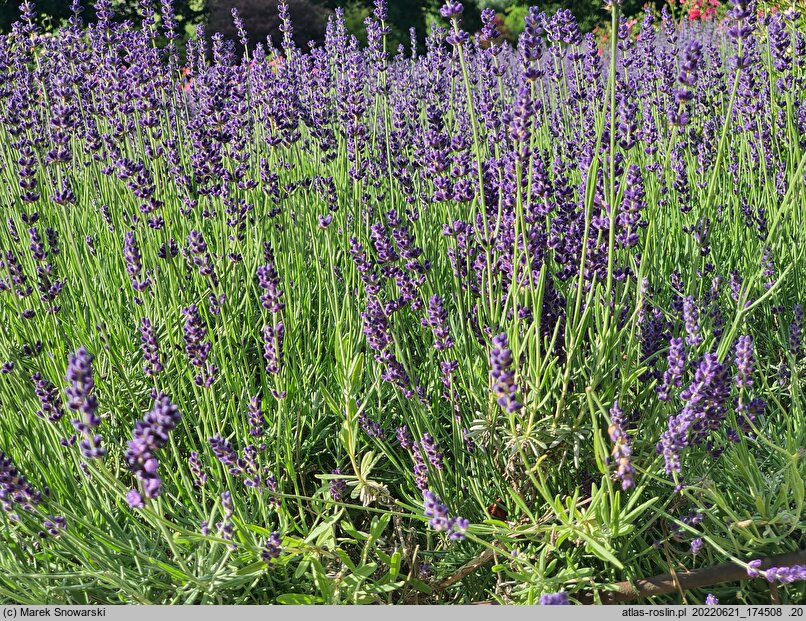 Lavandula angustifolia Hidcote