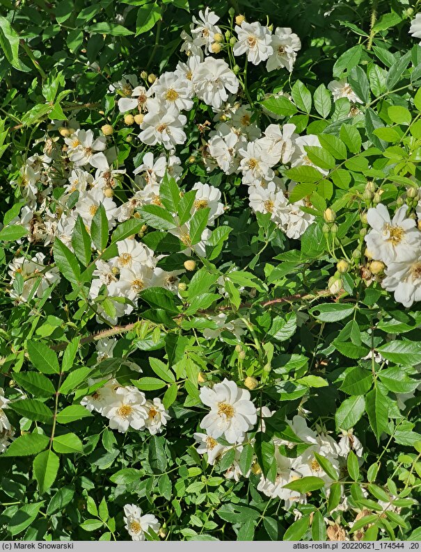 Rosa maximowicziana (róża Maksymowicza)
