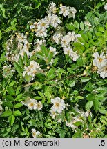 Rosa maximowicziana (róża Maksymowicza)