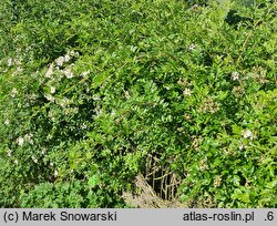 Rosa maximowicziana (róża Maksymowicza)