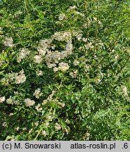 Rosa maximowicziana (róża Maksymowicza)