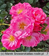 Rosa hort. MEIbonrib