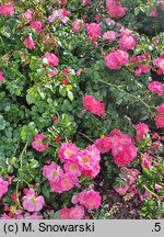 Rosa hort. MEIbonrib