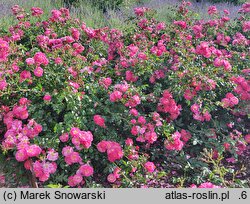 Rosa hort. MEIbonrib