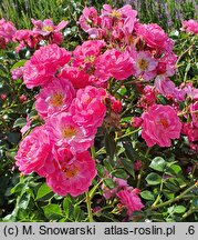 Rosa hort. MEIbonrib