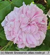 Rosa hort. Marchesa Boccella