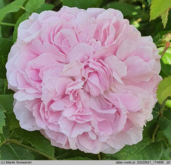 Rosa hort. Marchesa Boccella