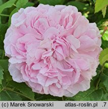 Rosa hort. Marchesa Boccella