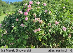 Rosa hort. Marchesa Boccella