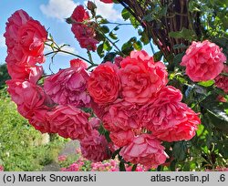 Rosa hort. Rosarium Uetersen