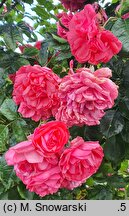 Rosa hort. Rosarium Uetersen