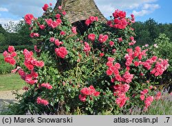 Rosa hort. Rosarium Uetersen