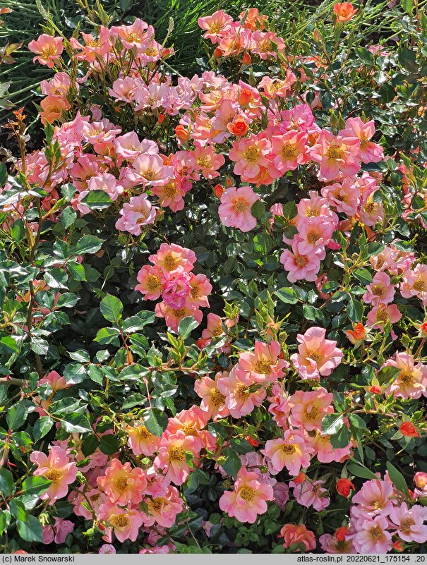 Rosa hort. INTERhappy