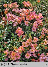 Rosa hort. INTERhappy
