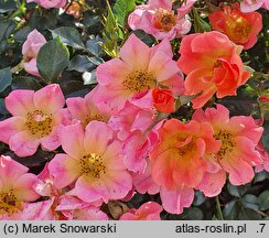 Rosa hort. INTERhappy