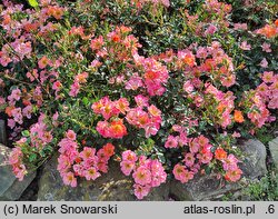 Rosa hort. INTERhappy