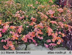 Rosa hort. INTERhappy