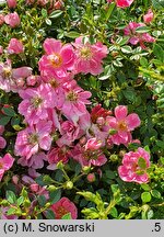 Rosa hort. Intropi