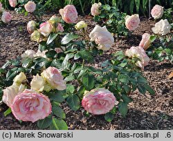 Rosa hort. Biedermeier