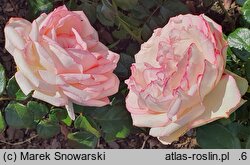 Rosa hort. Biedermeier