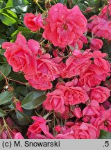 Rosa hort. Bad Birnbach
